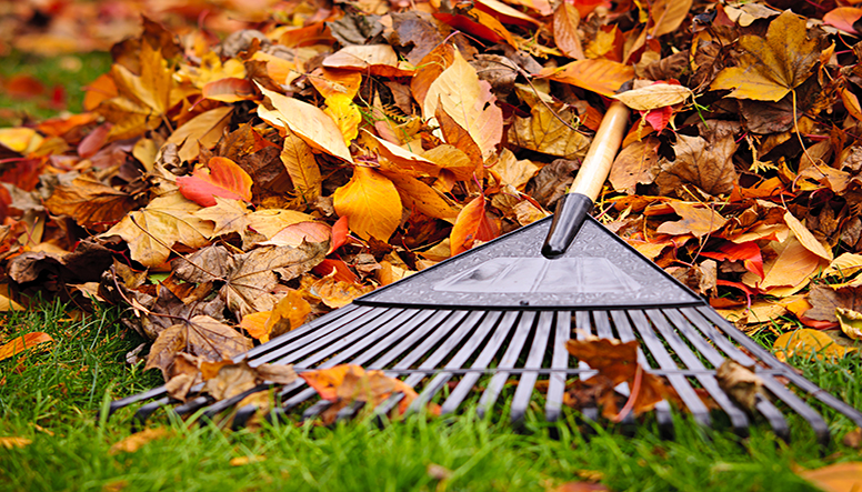 Seasonal Landscape Maintenance Guide: Year-Round Tips